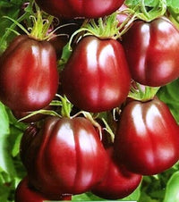 Truffle Black Tomato Vegetable Seeds for Planting-Heirloom & Non-GMO Seeds for planting
