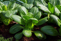Black Summer – Bok Choy Seeds