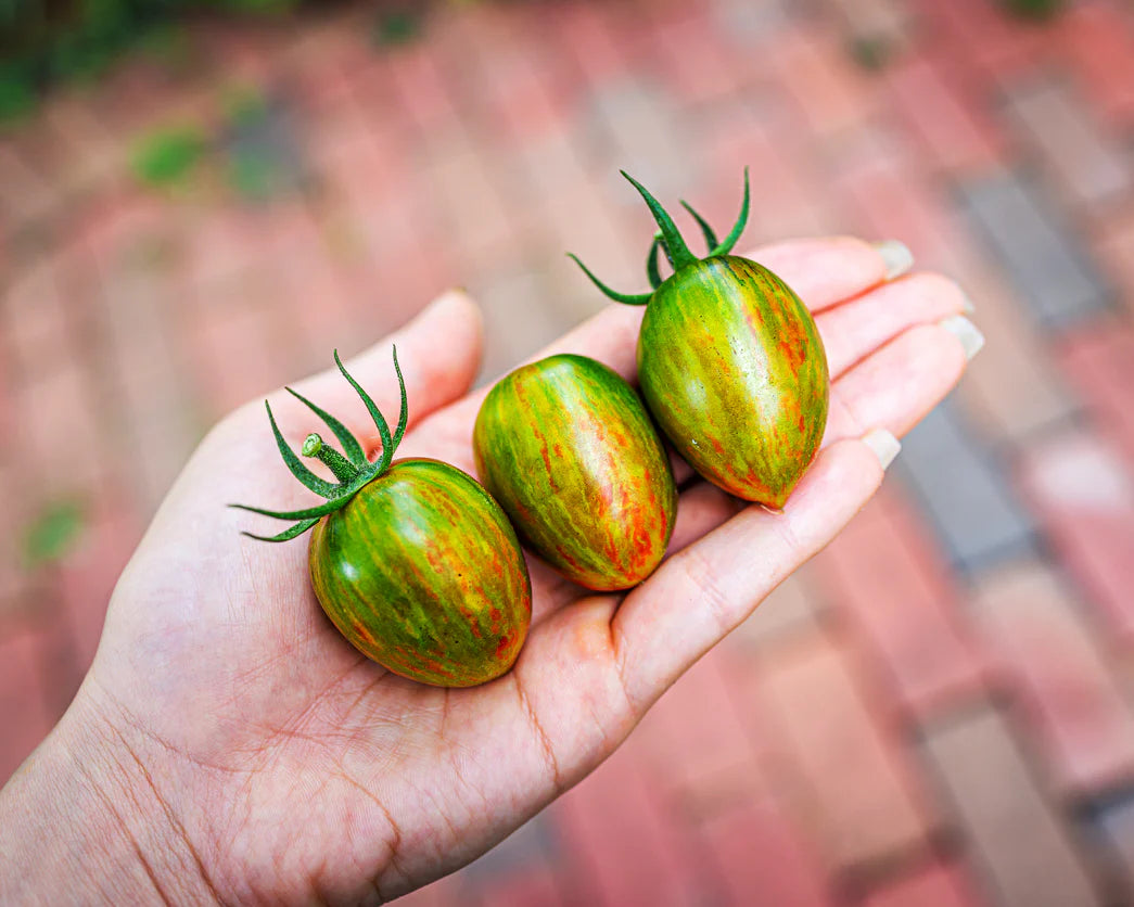 Tomato- Brad's Atomic Grape