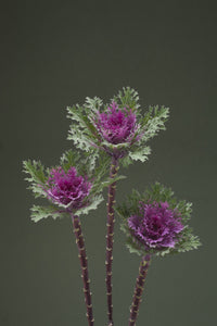 Crane Feather Queen Red – Kale Seed