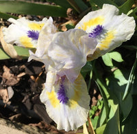 Bright Blue Eyes Dwarf Bearded Iris Seeds