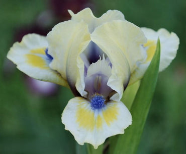 Bright Blue Eyes Dwarf Bearded Iris Seeds