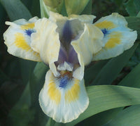 Bright Blue Eyes Dwarf Bearded Iris Seeds