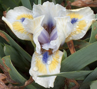 Bright Blue Eyes Dwarf Bearded Iris Seeds