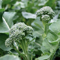 De Cicco – Organic Sprouting Broccoli Seeds