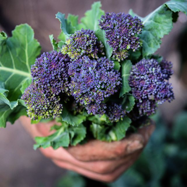 Santee – Purple Sprouting Broccoli Seeds