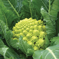 Broccoli- Romanesco