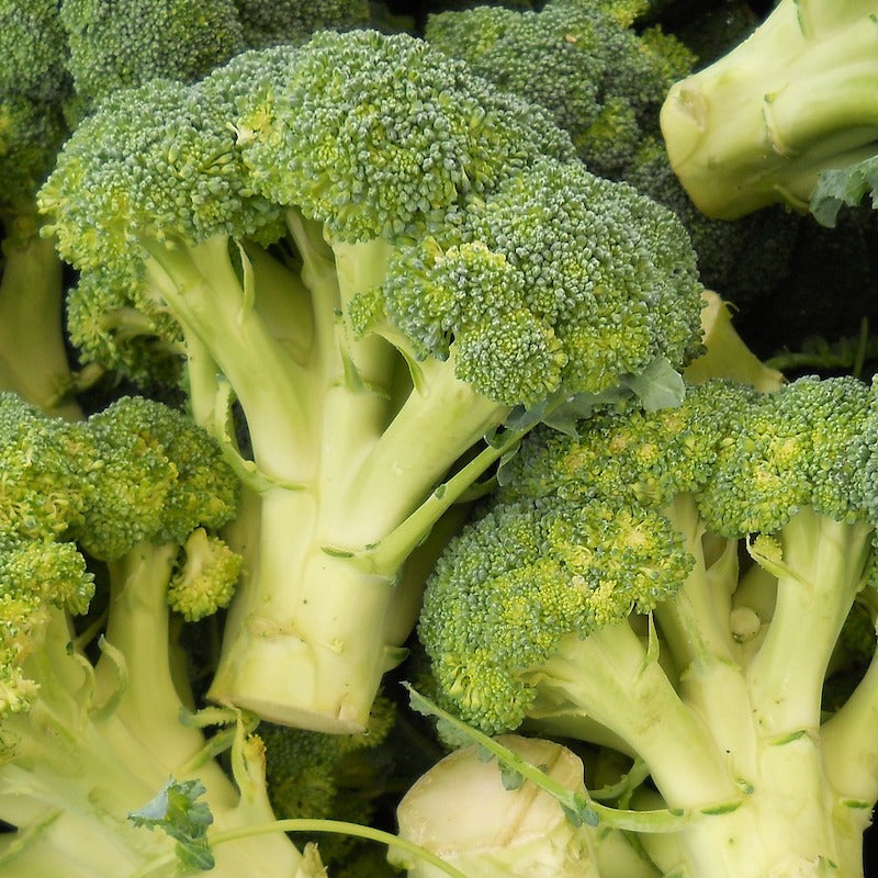Broccoli Anastya Vegetable Seeds