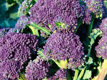 Santee – Organic Purple Sprouting Broccoli Seeds