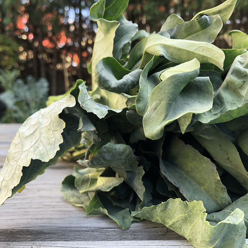Spigariello Liscia – Broccoli Seed