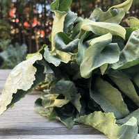 Spigariello Liscia – Broccoli Seed