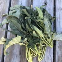 Spigariello Liscia – Broccoli Seed