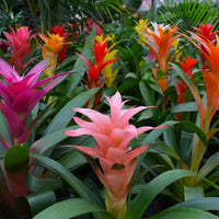 Non-GMO Mixed Bromeliad Flower Seeds for Garden Planting – Exotic Tropical Blooms