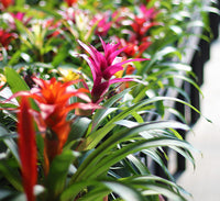 Non-GMO Mixed Bromeliad Flower Seeds for Garden Planting – Exotic Tropical Blooms