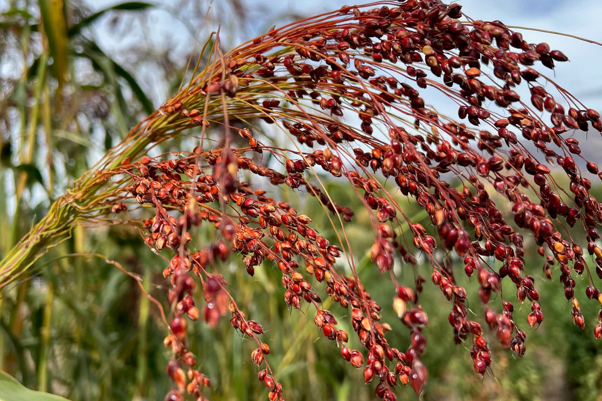 Red Broom Corn – Broom Corn Seed