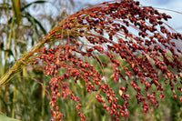 Red Broom Corn – Broom Corn Seed