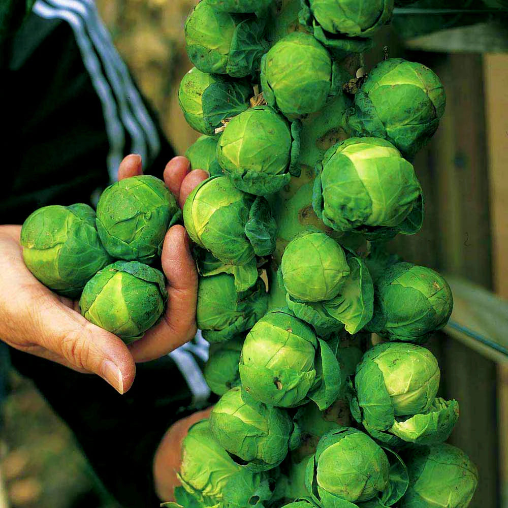 Hestia – Brussels Sprout Seed
