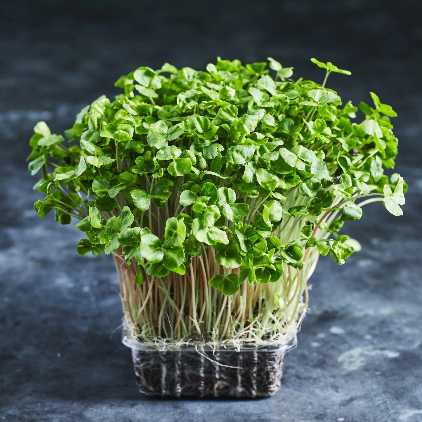 Buckwheat – Organic Shoot Seed