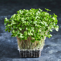 Buckwheat – Organic Shoot Seed