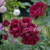 Burgundy Iceberg Floribunda Rose
