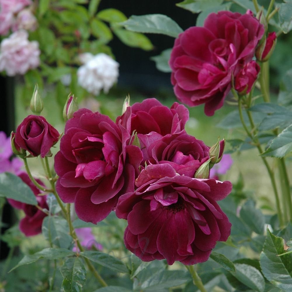 Ebb Tide 24 Patio Tree Rose