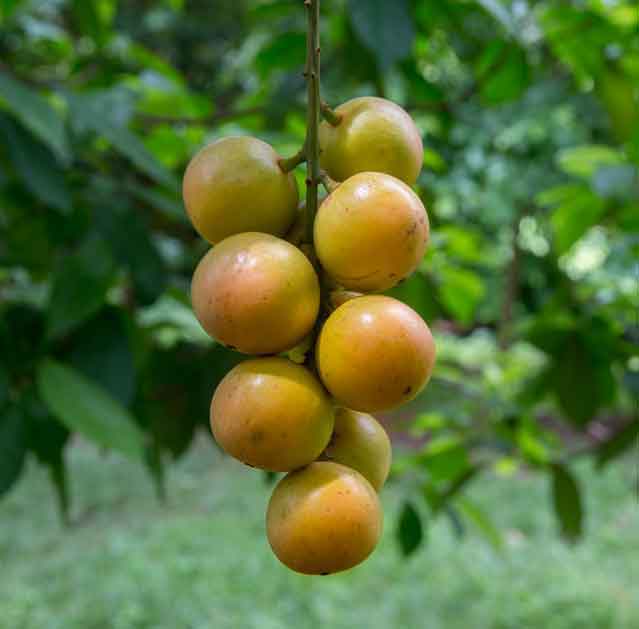 Burmese grape Baccaurea ramiflora seeds for rare fruit orchard
