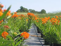 Butterfly Weed