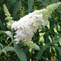 Jumbo White Profusion Butterfly Bush