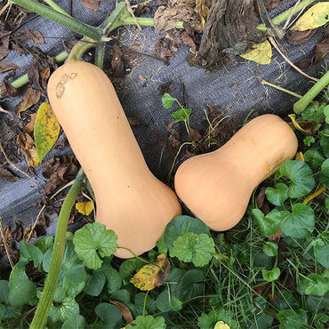 Metro PMR – Butternut Squash Seed