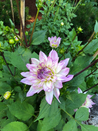 Crazy Love Dahlia