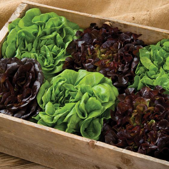 Salanova Red Gem – Pelleted Lettuce Seed