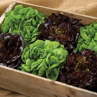 Salanova Red Gem – Pelleted Lettuce Seed