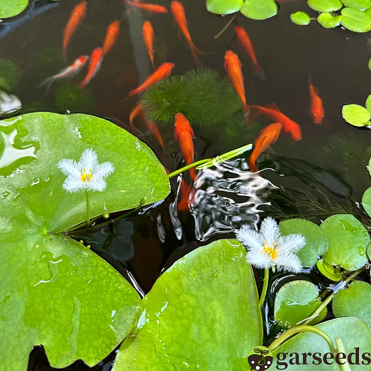 One Leaf Lotus Seeds