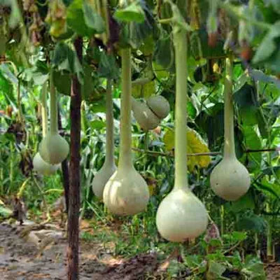 Long Siphon Gourd Lagenaria siceraria seeds for garden planting