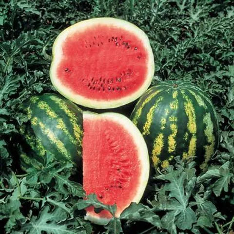 Crimson Sweet – Watermelon Seed