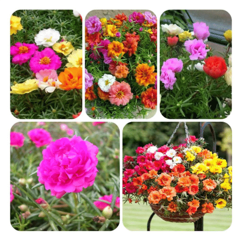 Multi-Color Portulaca Flower Seeds