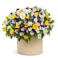 Pansy - Viola Tricolor Flower Seeds