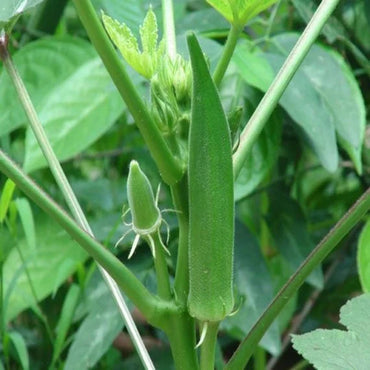 Okra Seeds