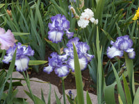 Ink Patterns Bearded Iris