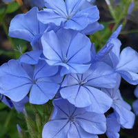 Blue Plumbago Flower Seeds