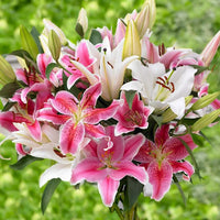 Double-Petaled Perfume Lily Bulbs