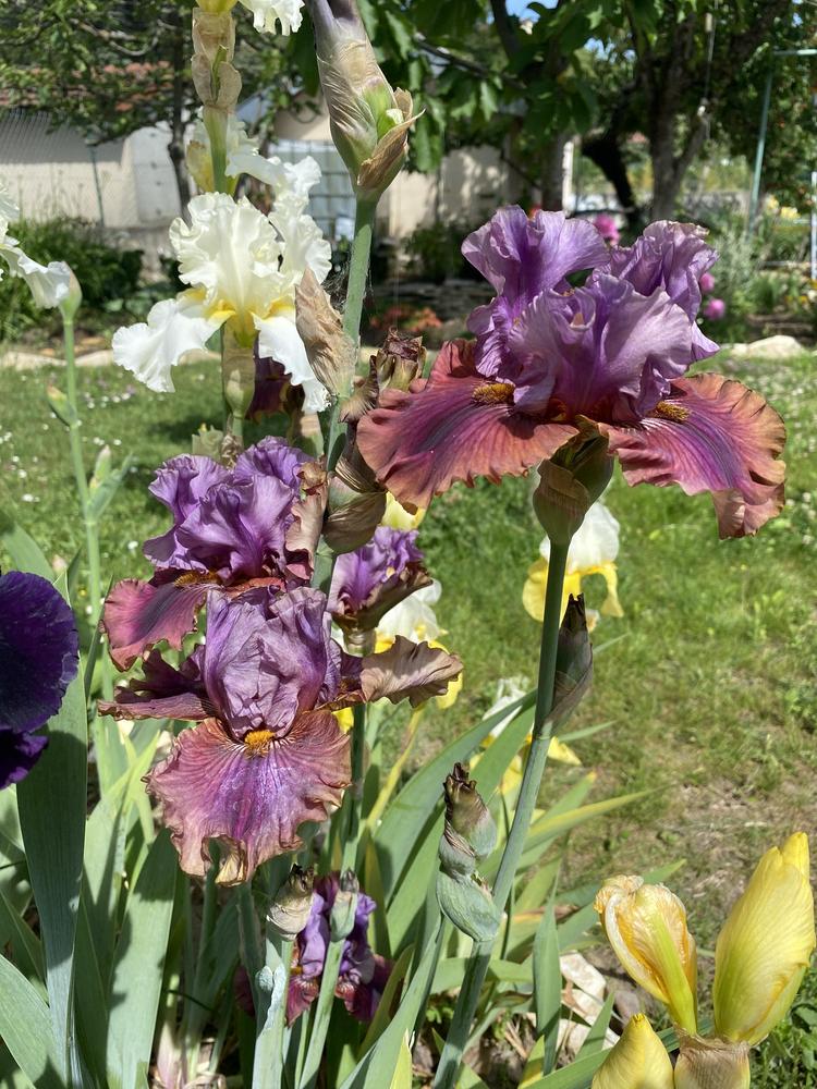 Nelly Tardivier Bearded Iris