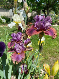Nelly Tardivier Bearded Iris