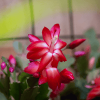 Organic Schlumbergera Flower Seeds Deep Red for Planting – Heirloom, Non-GMO