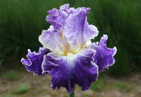 Moonlit Water Bearded Iris Seeds