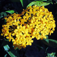 Ixora Flower Seeds