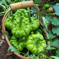 Gingerhandle Melon Seeds