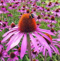 Purple Coneflower Seeds