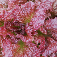 Lettuce Red Velvet Organic Seeds