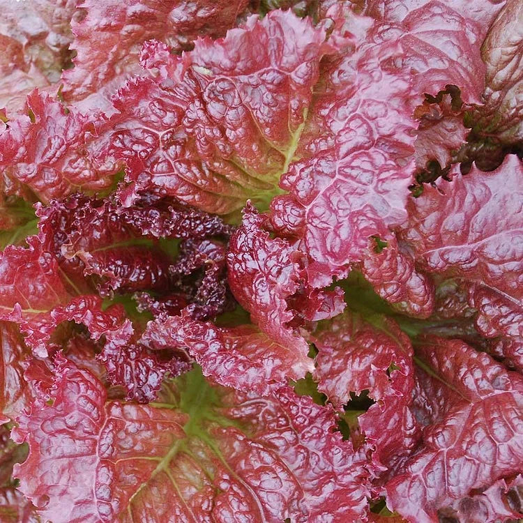 Lettuce Red Velvet Organic Seeds